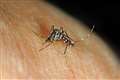 Climate change could bring dengue fever to England mid-century, experts warn