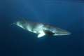 Norway urged to cancel ‘unacceptable’ minke whale hearing experiments