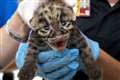 Uplifting news: Clouded leopard kittens and a ‘portable priest’ delivering hope