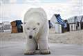 Campaign to bring 'polar bear' to town