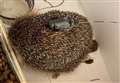 Prickly problem as radio tracker found strapped to hedgehog