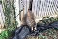 Badger who got bum wedged in fence rescued by RSPCA