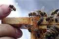 Honeybees use social distancing to protect against parasites – study