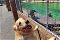 Dogs make morale-boosting visit to seals used to being on show