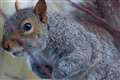 Sensitivity over killing grey squirrels is ‘stupidity’, says Tory ex-minister