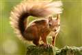 Charles thanks volunteers fighting to protect ‘delightful’ red squirrels