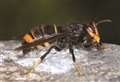 Warning after confirmed sighting of bee-eating Asian hornets in Kent town