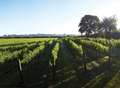 New vineyards for winemaker