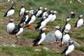 Puffins return to Farne Islands for breeding season