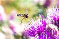 Hoverflies navigate using sun and body clock, study suggests