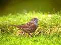 Big Garden Birdwatch