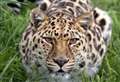 ‘Beloved’ leopard with ‘love of marmite’ dies after almost 20 years in Kent