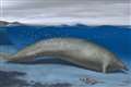 39 million-year-old extinct whale ‘may be heaviest animal that ever lived’