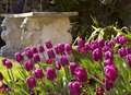 Early tulips are a seasonal surprise for experts