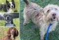 20 dogs in Kent desperate for a forever home