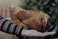 Chickens help combat anxiety at mental health hospital