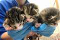 Rescued feral kittens named after key NHS figures