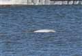 Goodbye to Benny the beluga