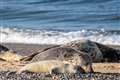 England’s largest grey seal colony set to welcome record 4,000 new pups