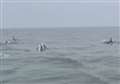 Incredible moment pod of dolphins spotted just a mile off Kent coast 