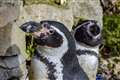 Zoo celebrates as one of UK’s oldest penguins turns 30