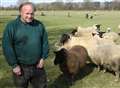 Farmer loses 36 ewes and lambs in bloodbath after double dog attack
