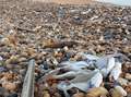 Dead fish haul dumped on beach