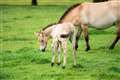 Last species of ‘truly wild’ horse gives birth at Whipsnade Zoo