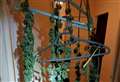 Arrests after cannabis plants found drying on coathangers inside property