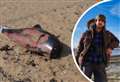 Beachgoer’s disgust as porpoise beheaded with ‘almost surgical precision’