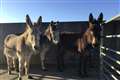 Sanctuary inundated with donkeys abandoned during lockdown