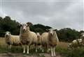 Farmer calls on dog owners to stop livestock being attacked