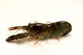 Young snapping shrimps’ claws ‘accelerate in water like a bullet’