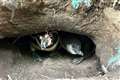 Woburn Safari Park celebrates birth of two Humboldt penguin chicks