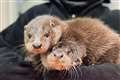 Otter cubs rescued after wandering the streets looking for mother