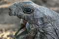 ‘Vegetarian’ giant tortoise filmed attacking and eating baby seabird