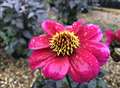 Dahlias still need feeding and watering