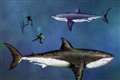 Total size of giant prehistoric mega-shark revealed