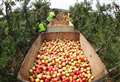 Bumper apple harvest for supermarket thanks to heatwave