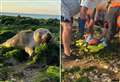 'Very poorly' seal pup rescued from beach