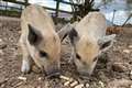 Rare woolly piglets born at Whipsnade Zoo