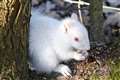 Albino squirrel spotted foraging in Sussex