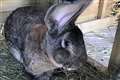 ‘World’s biggest rabbit’ stolen from home in Worcestershire