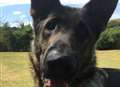 Police dog snares dangerous driver