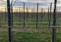 Kent to get 320,000 new fruit trees