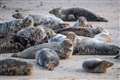 Give seals space to protect them from human disturbance, coastal visitors urged