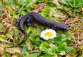 New pond will help protect great crested newts