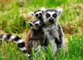 Ring-tailed lemurs at Wingham