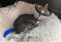 Badly injured kitten rescued from garden