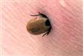 Why Kent is a 'hotbed for Lyme disease carrying ticks'